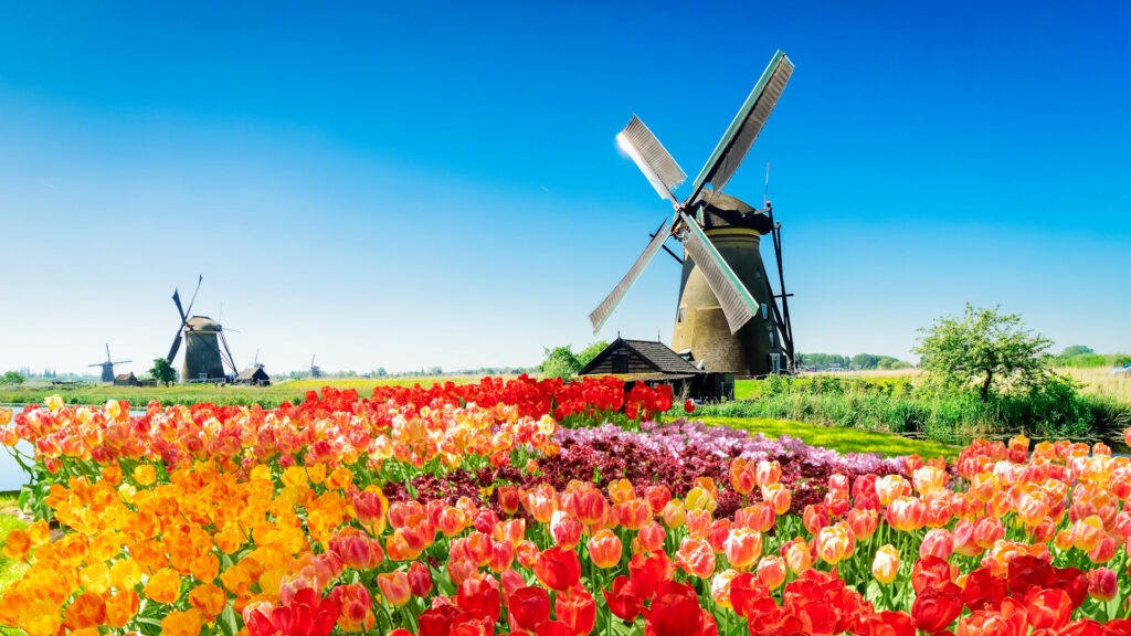 Alt: Traditional Dutch windmill reflected in the water at Kinderdijk, surrounded by blooming tulips on a summer day.