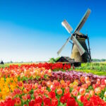 Alt: Traditional Dutch windmill reflected in the water at Kinderdijk, surrounded by blooming tulips on a summer day.