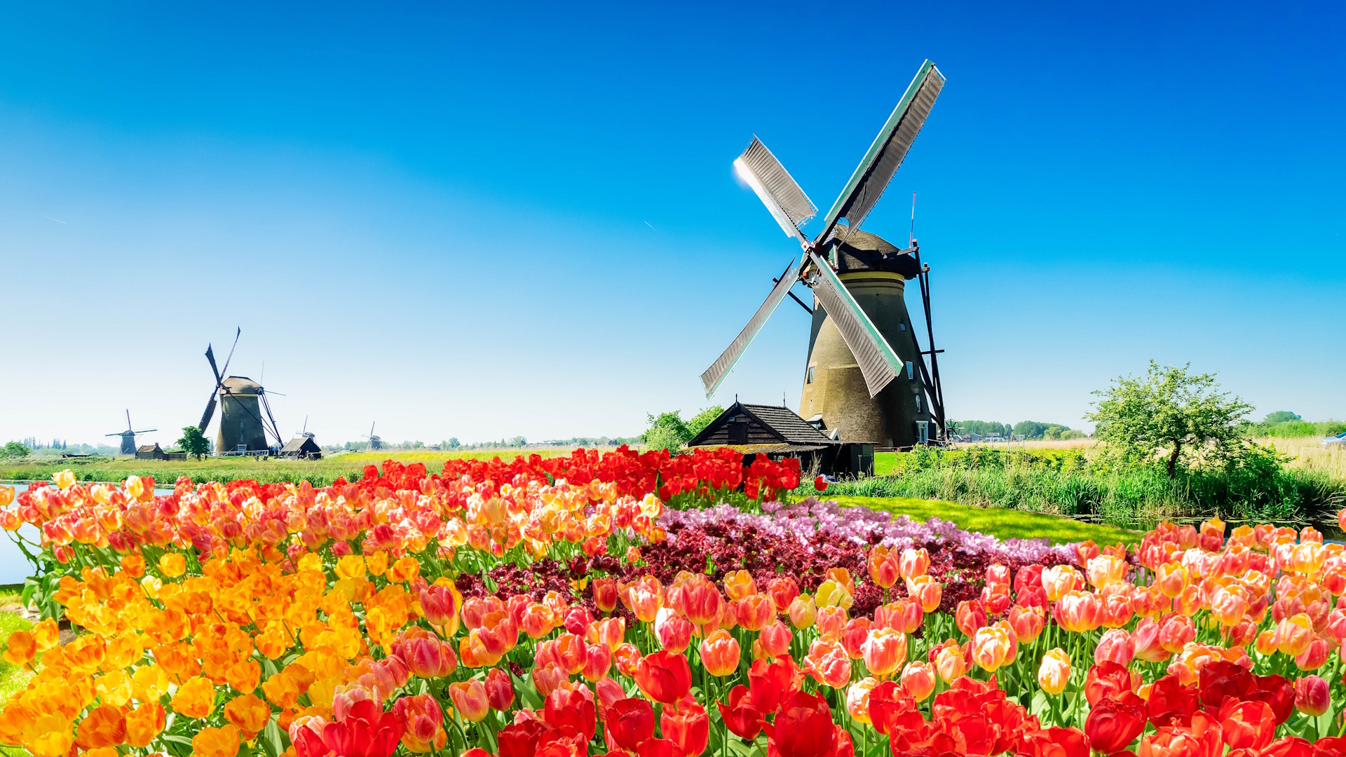 Alt: Traditional Dutch windmill reflected in the water at Kinderdijk, surrounded by blooming tulips on a summer day.